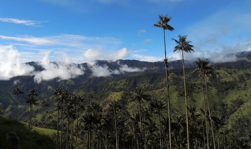 Wax palms trees mountains