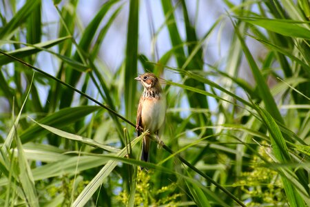 Bird wild birds little bird photo