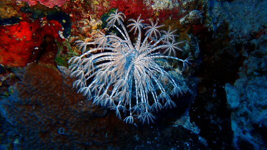 Reef sea diving photo