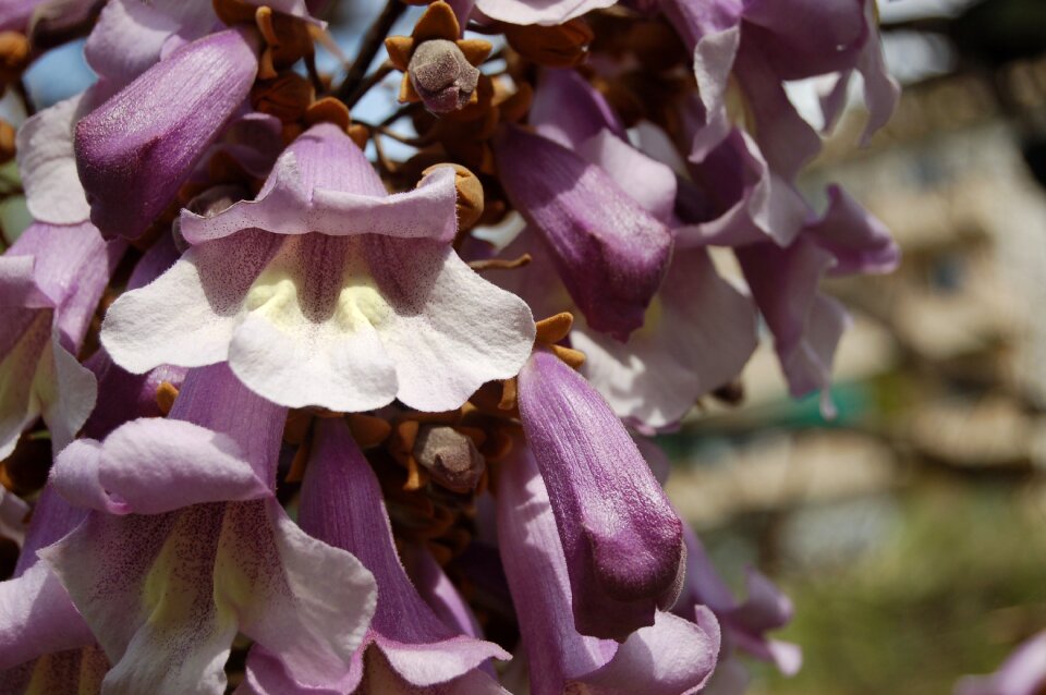 Bloom the tree of the princess paulownia tomentosa