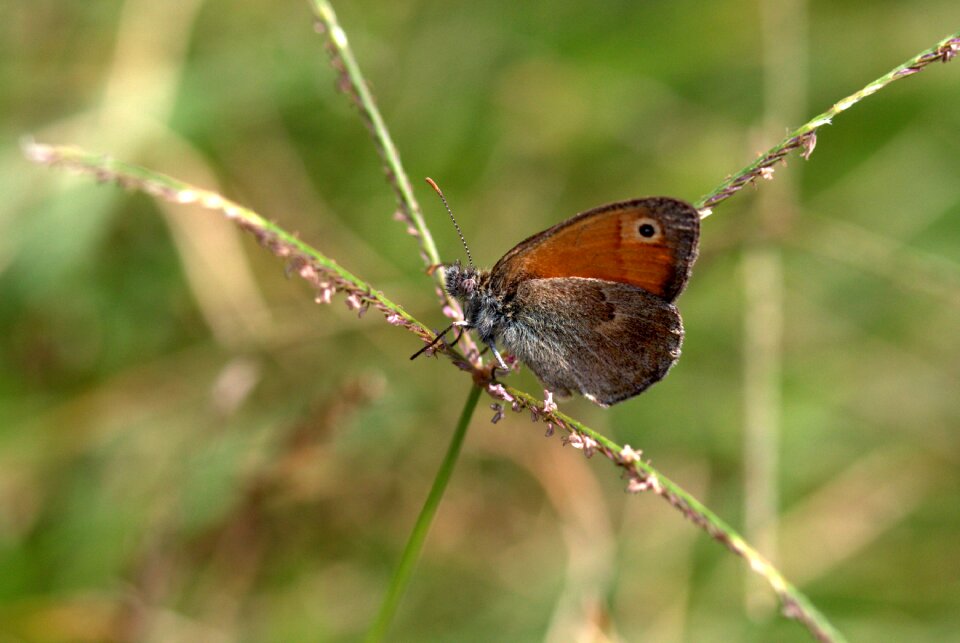 Wings coloring insecta