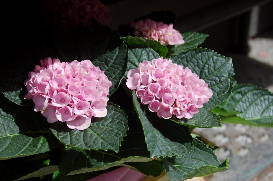Hydrangeas spring petals
