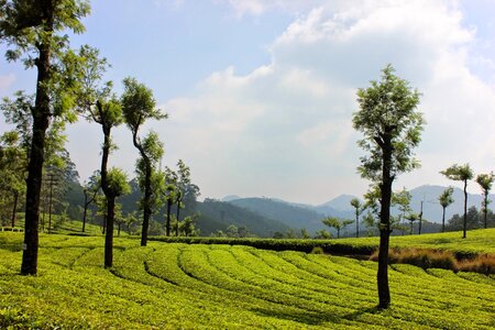 Agriculture field kerala photo