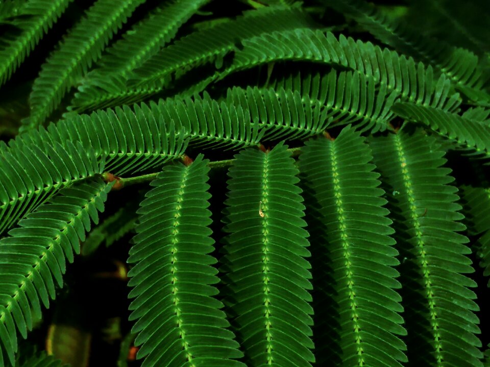 Spiny leaves closeup