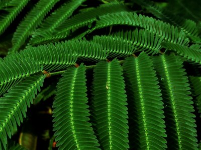 Spiny leaves closeup