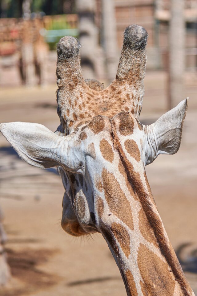 Zoo animal africa
