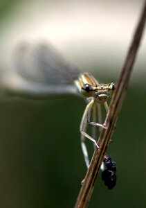 Wings plant nature