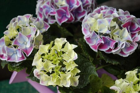 Bloom hydrangeas flower arrangements photo