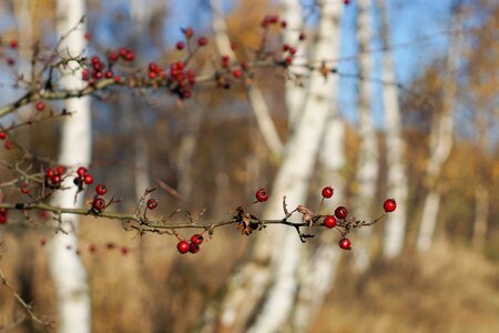 Autumn birch nature