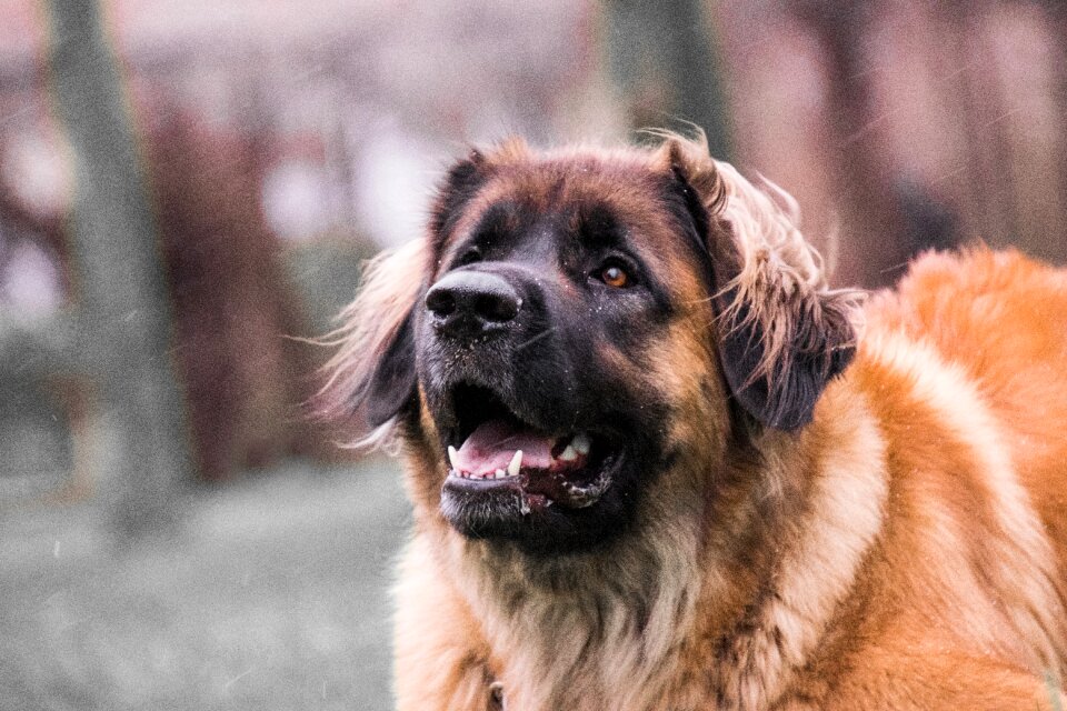 Cute portrait pet