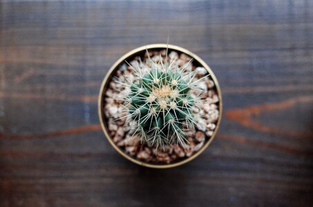 Thorn hardwood plants