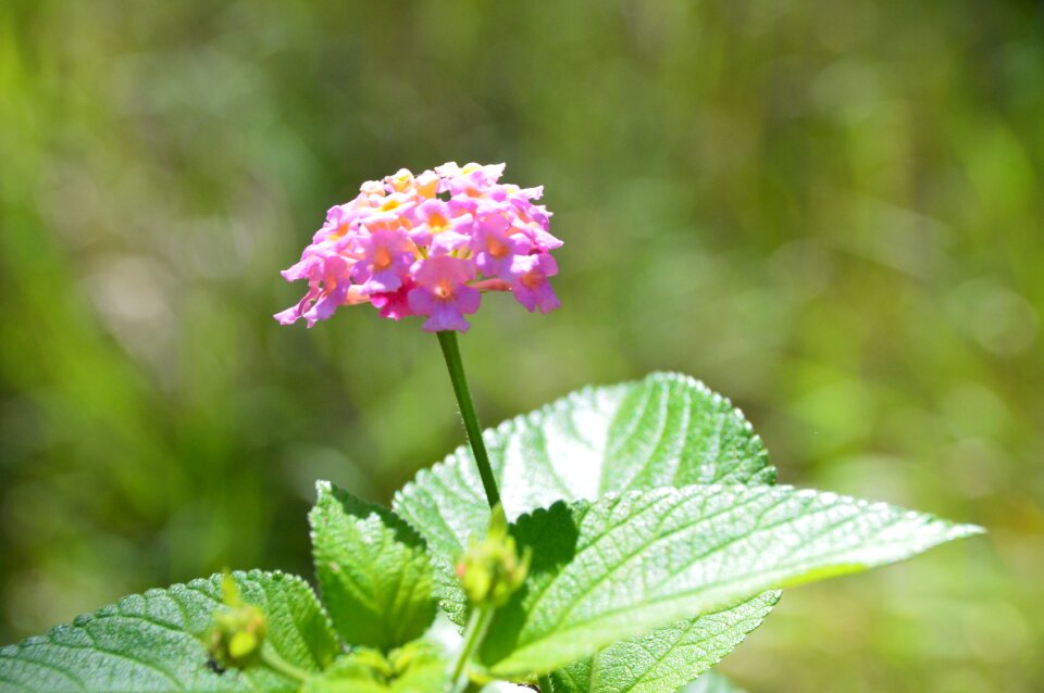 Outdoors nature pink flowers photo