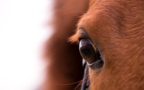 Animal world portrait eye