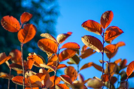 Colorful red ornamental shrub