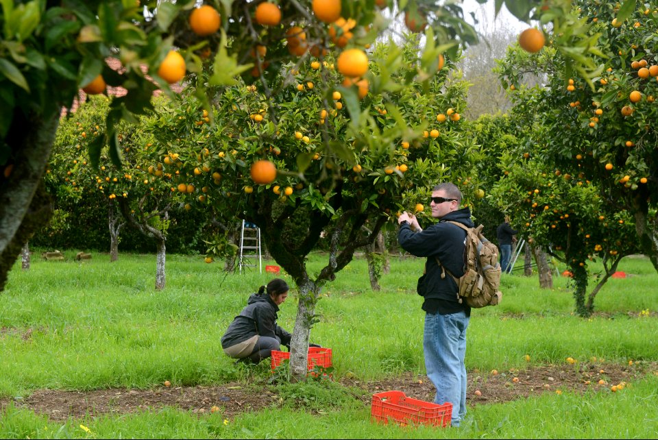 U.S. Marine Corps Staff Sgt. William Negahnquet, right, picks oranges while participating in a community relations event in Lisbon, Portugal, Feb. 28, 2014, during a port visit of the amphibious assault ship USS 140228-N-MW280-224