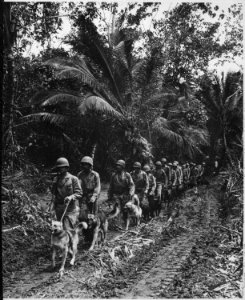 U.S. Marine Raiders and their dogs, which are used for scouting and running messages, starting off for the jungle... - NARA - 532372
