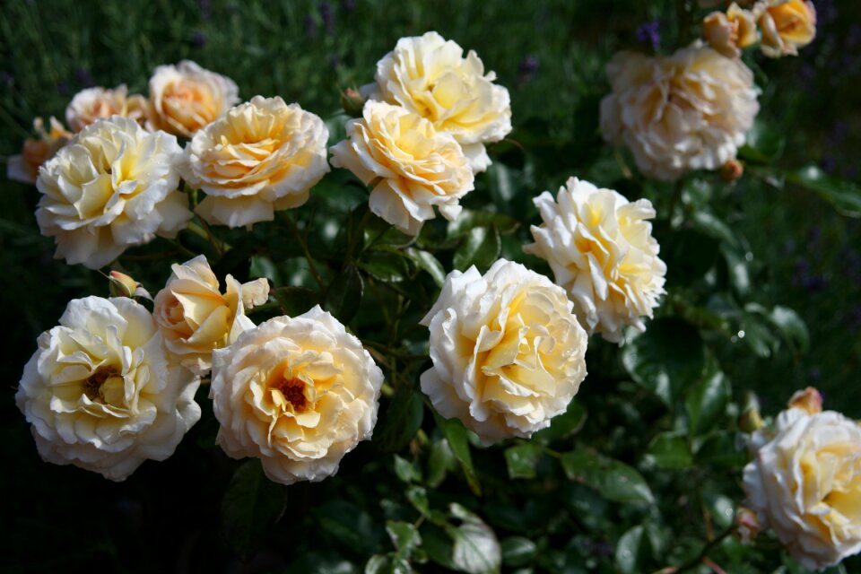 Rose plant nature