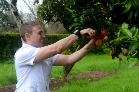 U.S. Navy Aviation Structural Mechanic 1st Class Justin Palmer picks oranges while participating in a community relations event in Lisbon, Portugal, Feb. 28, 2014, during a port visit of the amphibious assault 140228-N-MW280-208