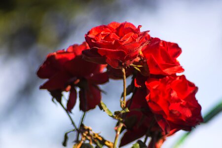 Autumn rosa drops