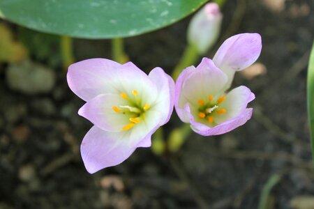 Garden flower plant pink