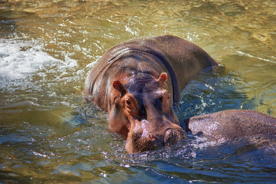 Hippopotamus africa botswana