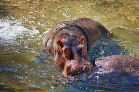Hippopotamus africa botswana photo
