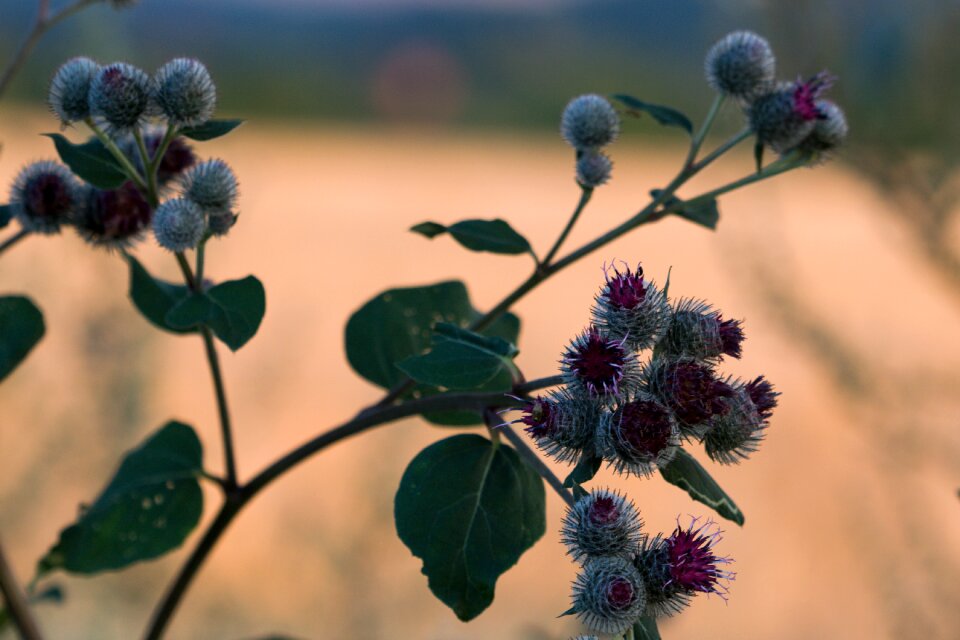 Thistle plant nature