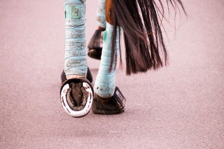 Bandages hoof horse