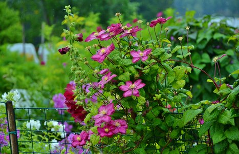 Blossom summer bloom photo