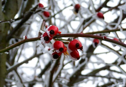 Frosted rose hips rimy winter