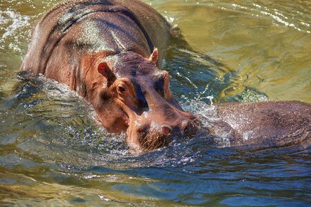Hippopotamus africa botswana photo