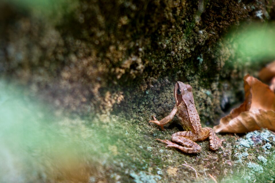 Frog animal amphibian