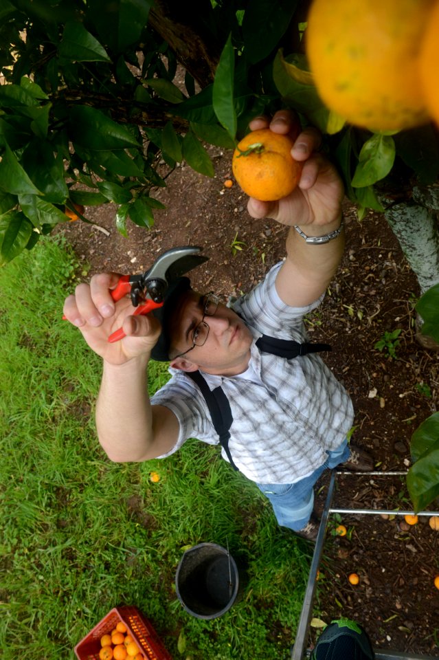 U.S. Navy Fire Controlman 3rd Class John Bertram picks an orange while participating in a community relations event in Lisbon, Portugal, Feb. 28, 2014, during a port visit of the amphibious assault ship USS 140228-N-MW280-147