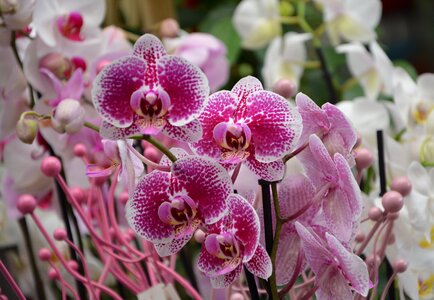 Orchid red white plants flower decoration offer gift photo