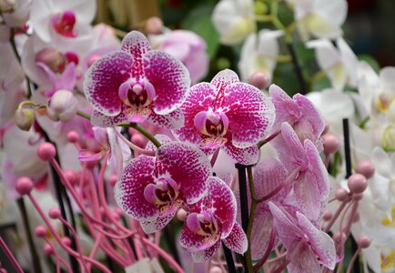 Orchid red white plants flower decoration offer gift