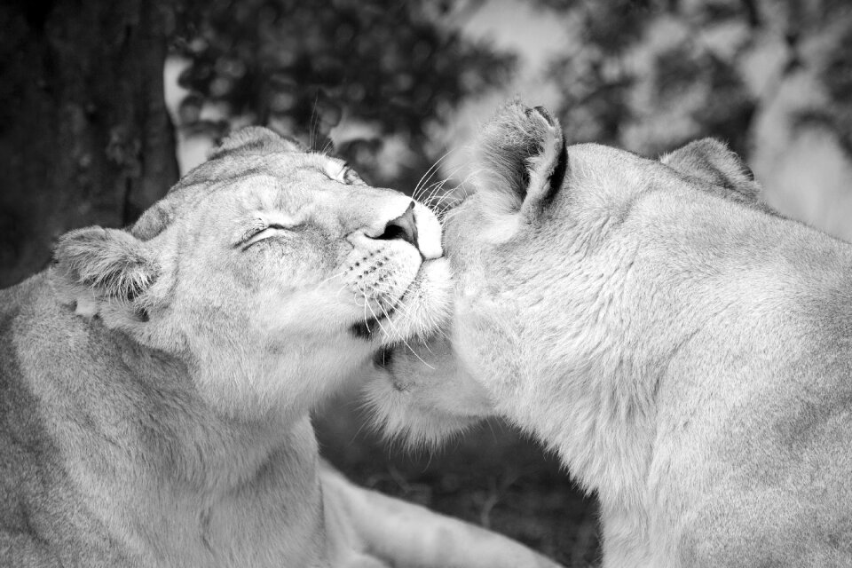 Monochrome black white lion park