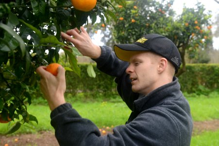 U.S. Navy Personnel Specialist 2nd Class Ahren Eisenmenger picks an orange while participating in a community relations event in Lisbon, Portugal, Feb. 28, 2014, during a port visit of the amphibious assault 140228-N-MW280-218