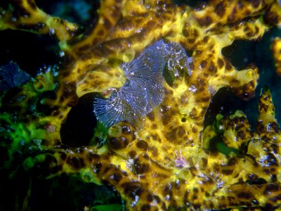 Unidentified sponge with hydroid (reef110853982)
