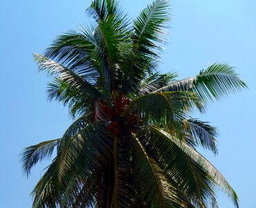 Beach summer coconut