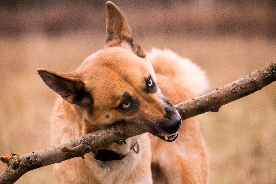 Nature dog huski