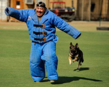 U.S. Navy Senior Chief Yeoman Ivan Rivera runs away from Axel, a German shepherd military working dog, during training at Camp Lemonnier, Djibouti, Nov. 19, 2013 131119-N-LE393-071 photo