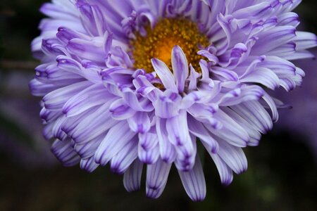 Nature plant bloom