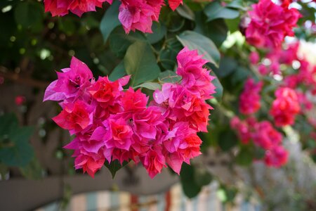 Bougainvillea xiamen gulangyu island photo