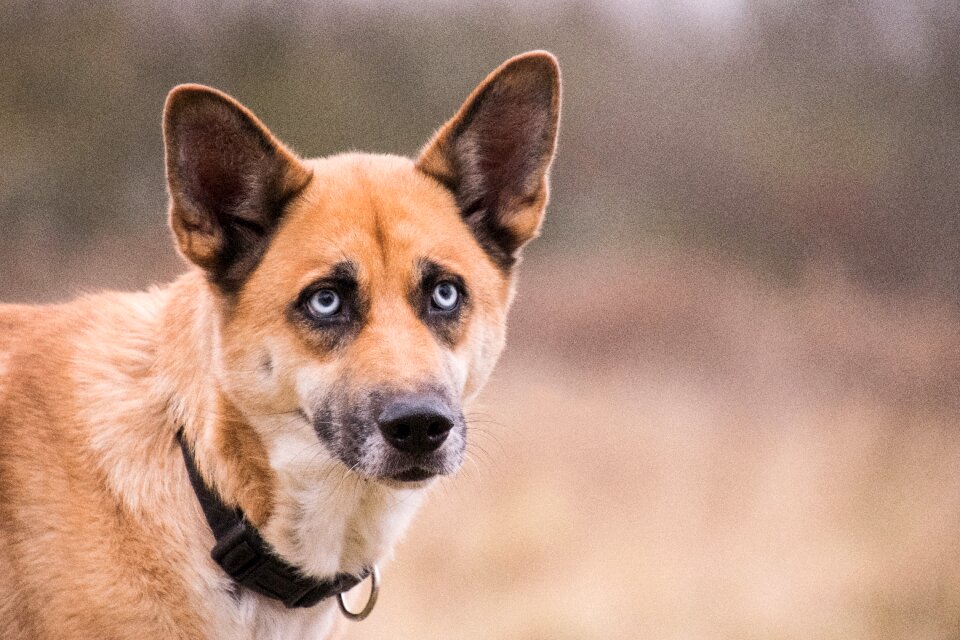 Animal dog pet