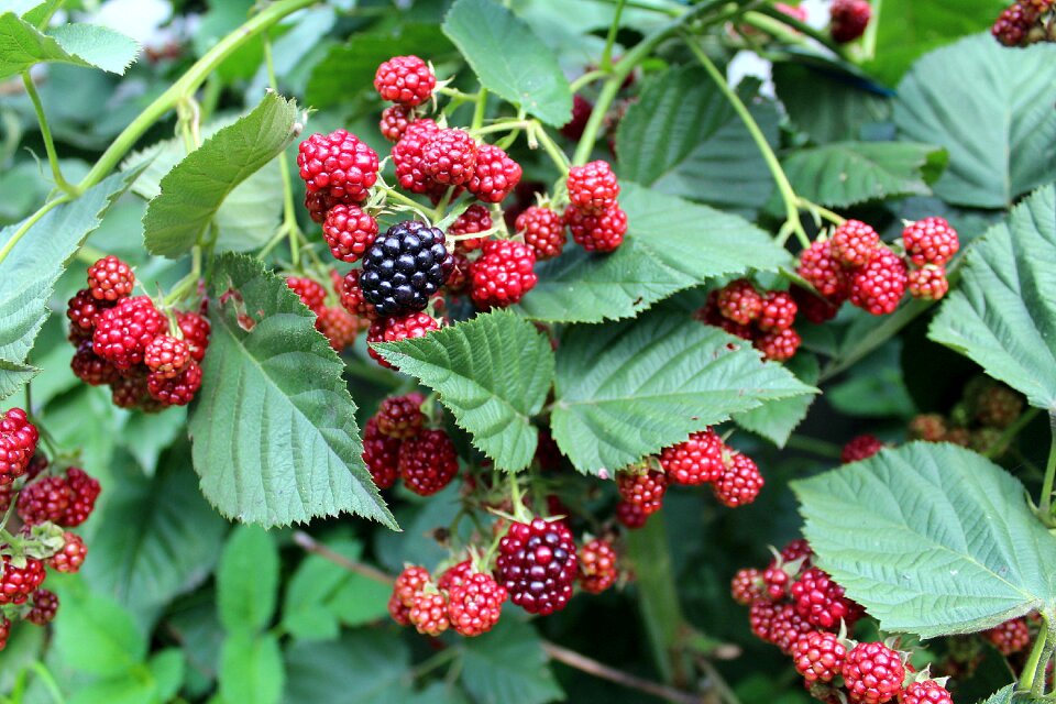 Plants nature fruiting