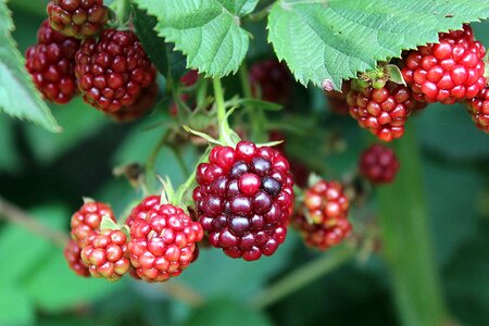 Summer nature small fruit
