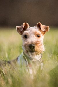 Cute grass terrier