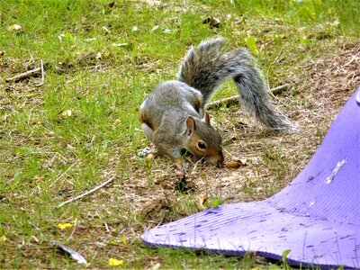 Forest wildlife wild photo