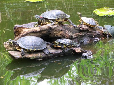 Malaria trachemys scripta elegans wild animal