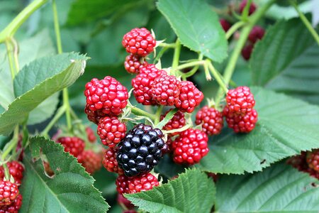 Nature forest fruits fruiting